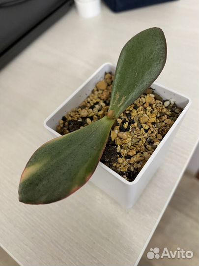 Крассула blue bird var (Crassula)