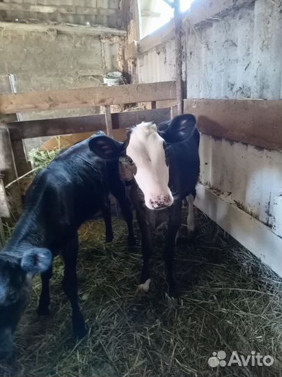 Телята телочки