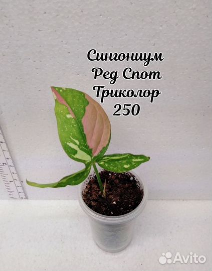 Сингониум 2 Часть 1.06.24