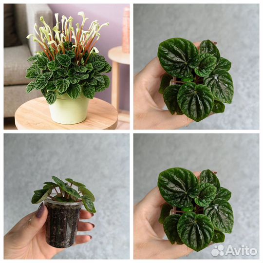 Разные комнатные цветы