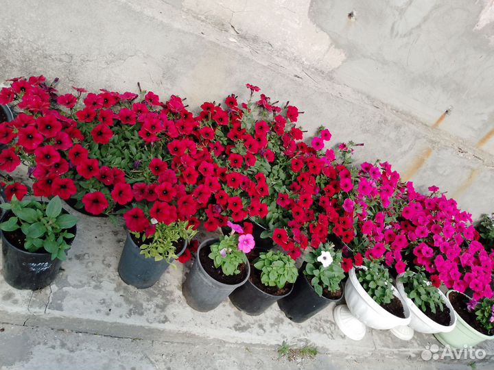 Петуния тайдал