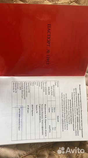 Жеребец орловский рысак/иноходец