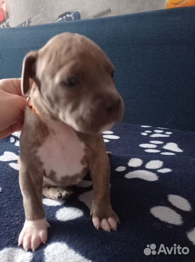 Щенки Питбуль