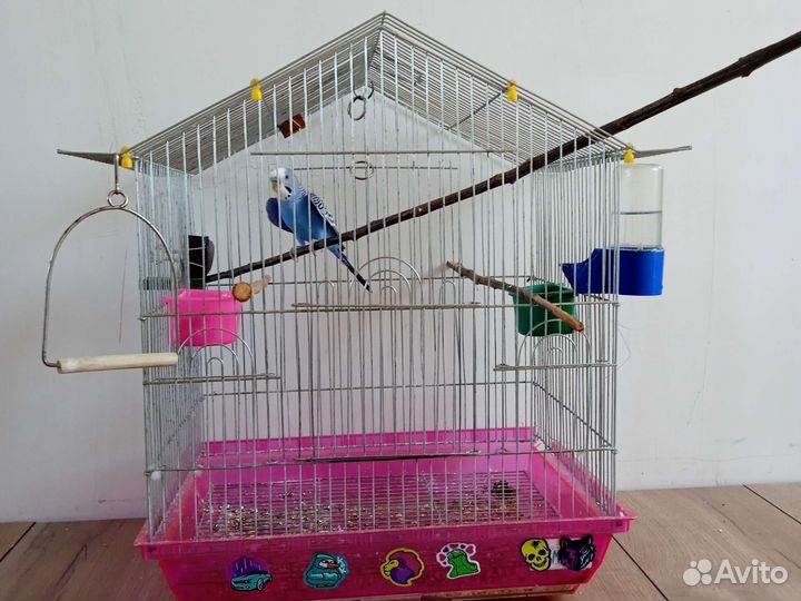 Клетка с попугаем попугая зовут Кеша