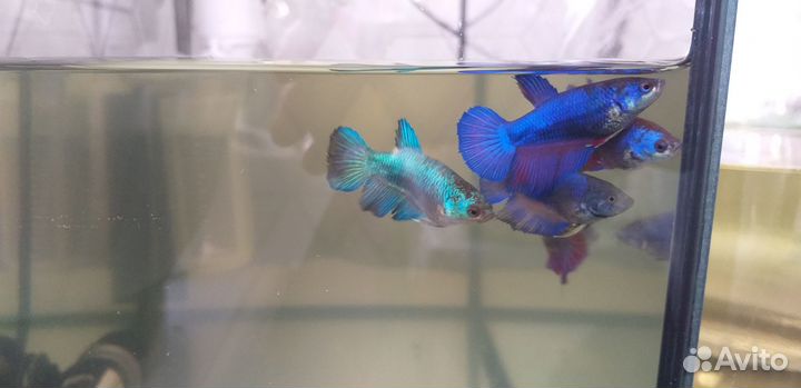 Петушок девочки