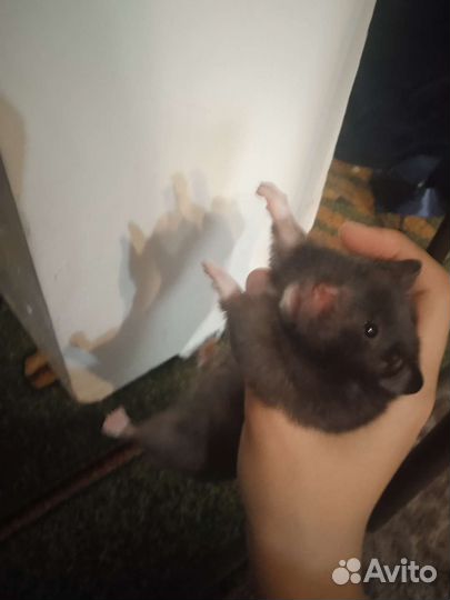 Сирийский хомяк девочка