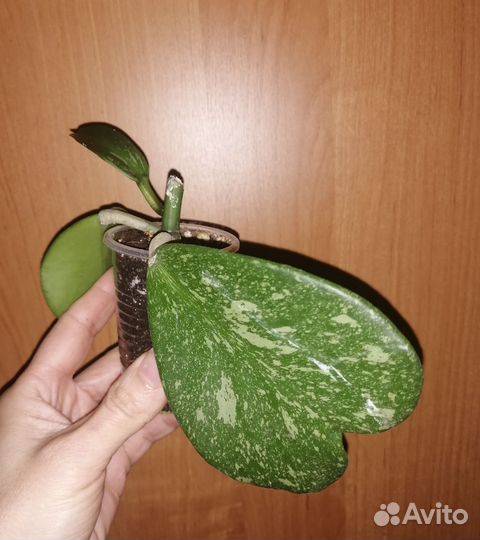 Хойя - 2
