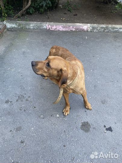 Найдена собака