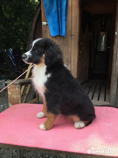 Миниатюрная Американская овчарка