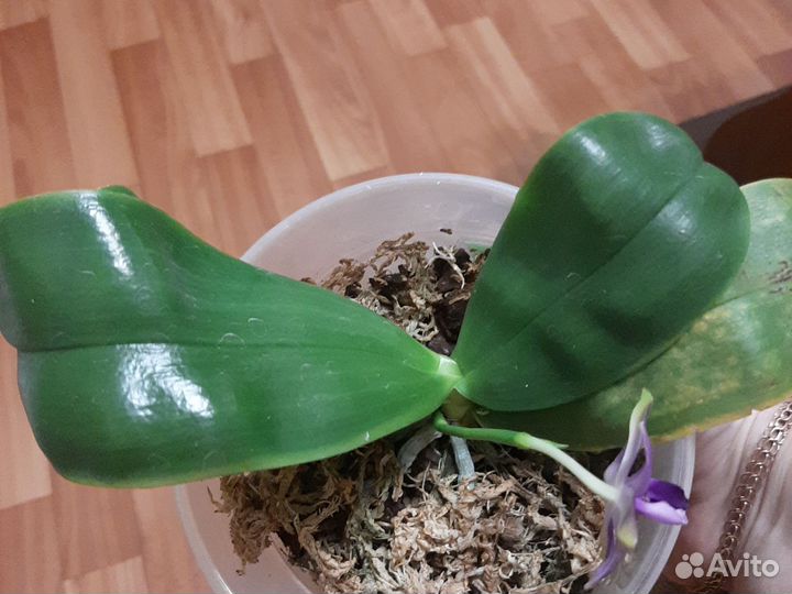 Орхидея от mituo Violacea Indigo