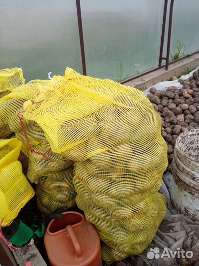 Продам картофель