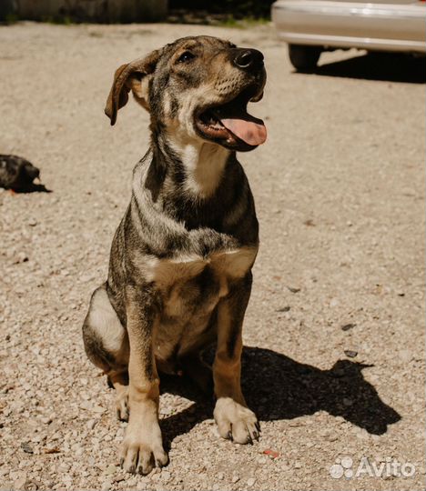 Щенок 4 месяца