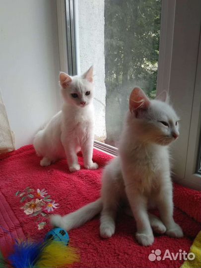 Котята турецкой ангоры