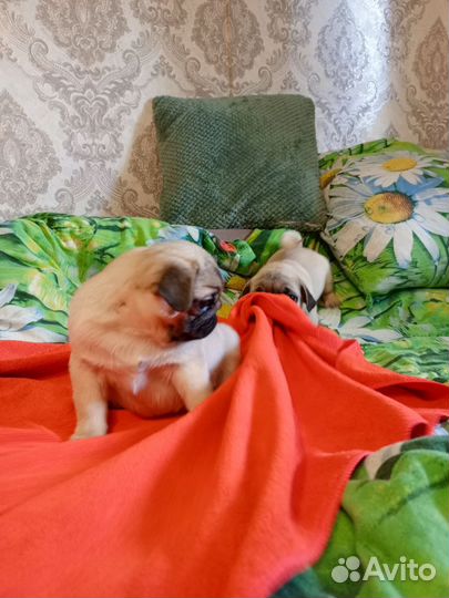 Щенки мопса