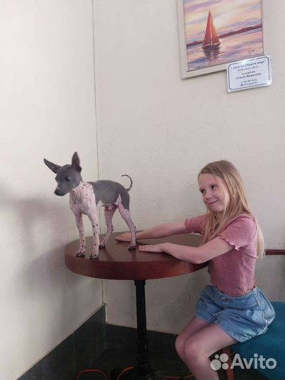 Щенок Американский голый терьер агт