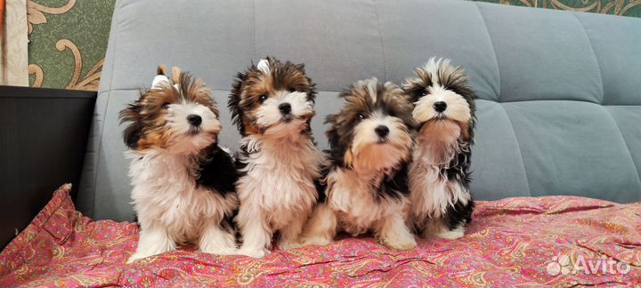 Щенки биверы