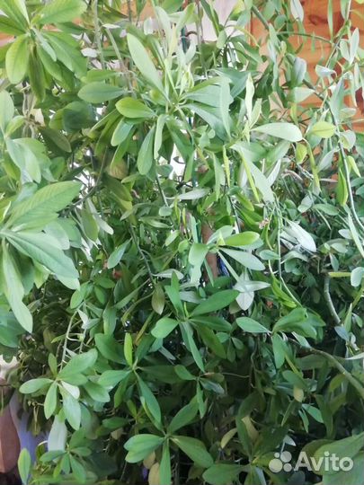 Синадениум 2метра