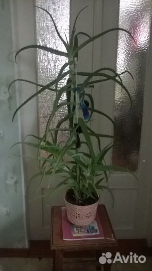 Цветы комнатные