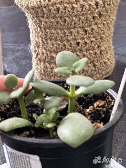 Красула толстянка