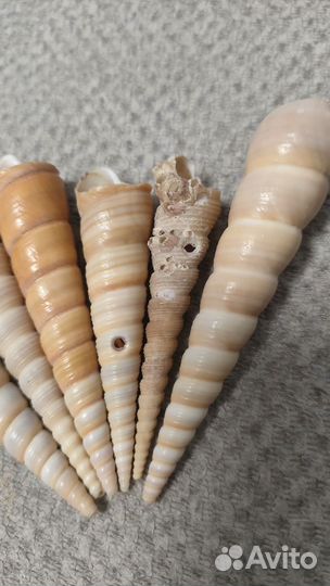 Ракушка морская (Турителла Теребра)