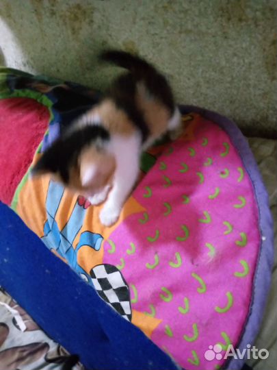 Котенок девочка