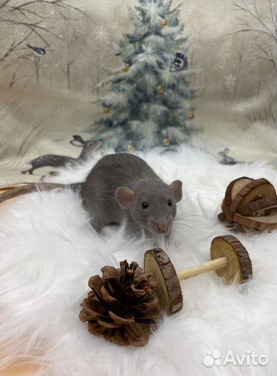 Крысята девочки и мальчики