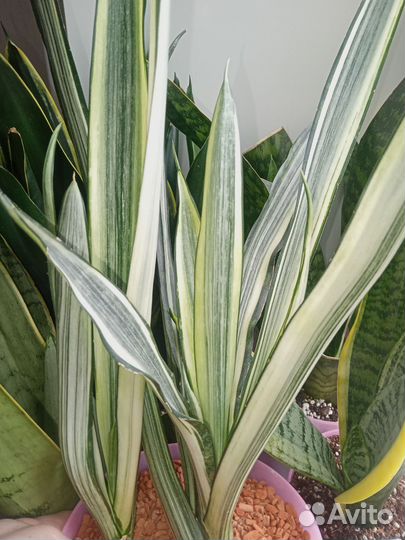 Сансевиерия Бентель Сенсейшн и дракон