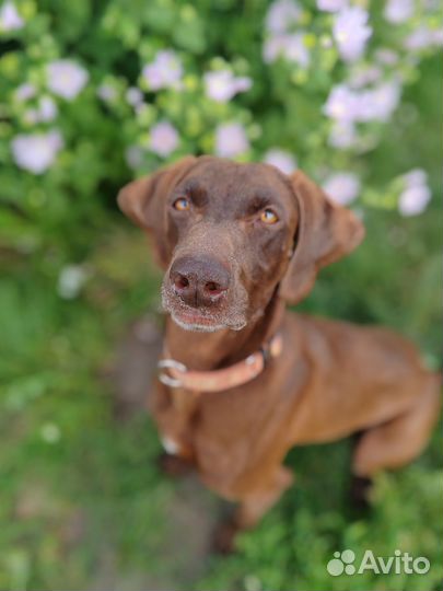 Курцхаар сука