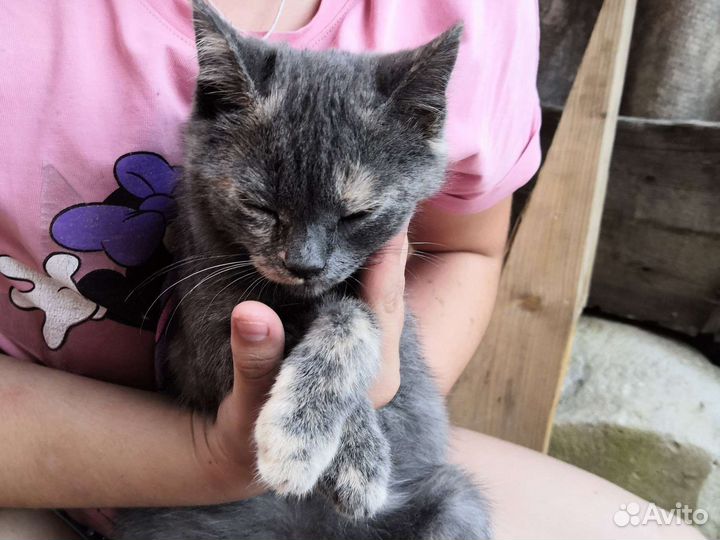 Котёнок 3 месяца Сима