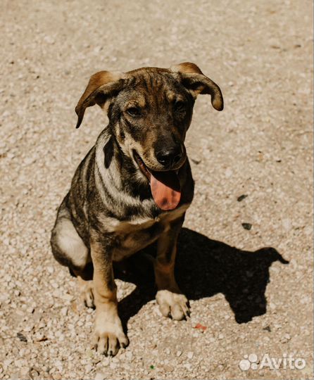 Щенок 4 месяца