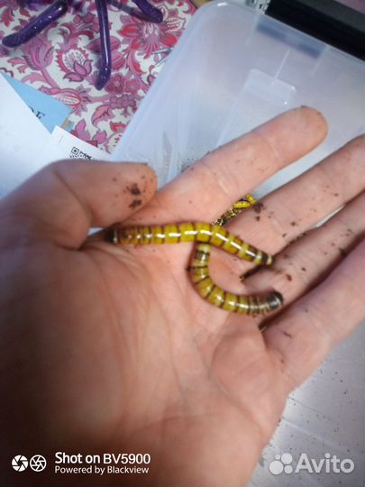 Кормовые насекомые