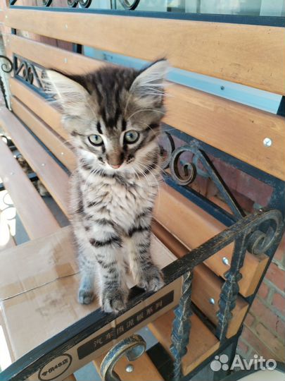 Кошка в дар бесплатно