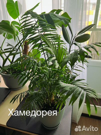 Комнатные растения