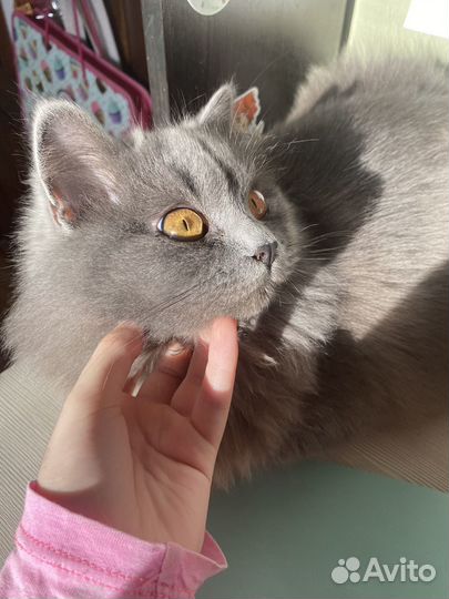 Котята(1 фотка мама)