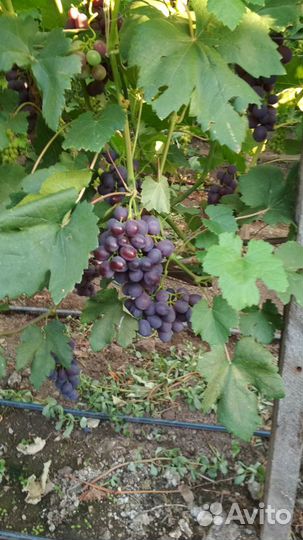 Саженцы винограда