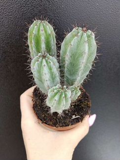 Красивые суккуленты