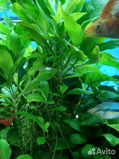 Аквариумные растения