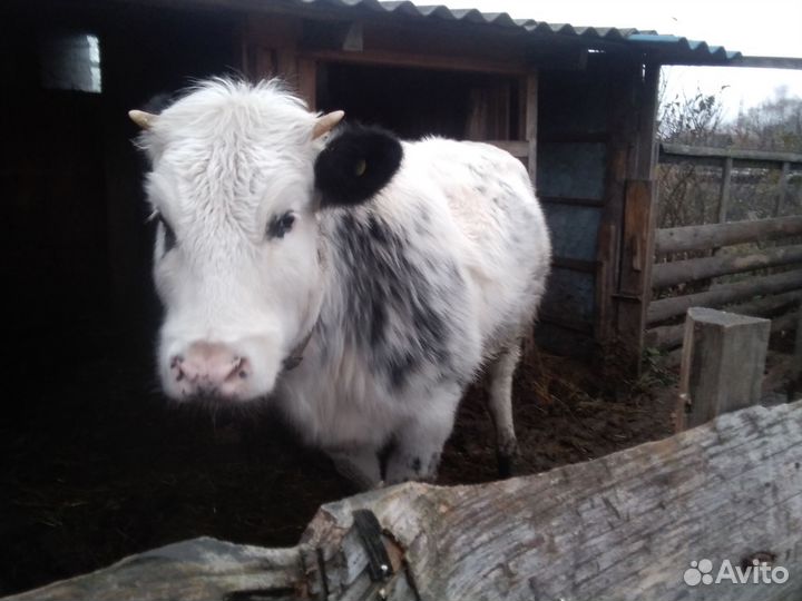 Корова телка