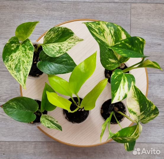 Сциндапсусы