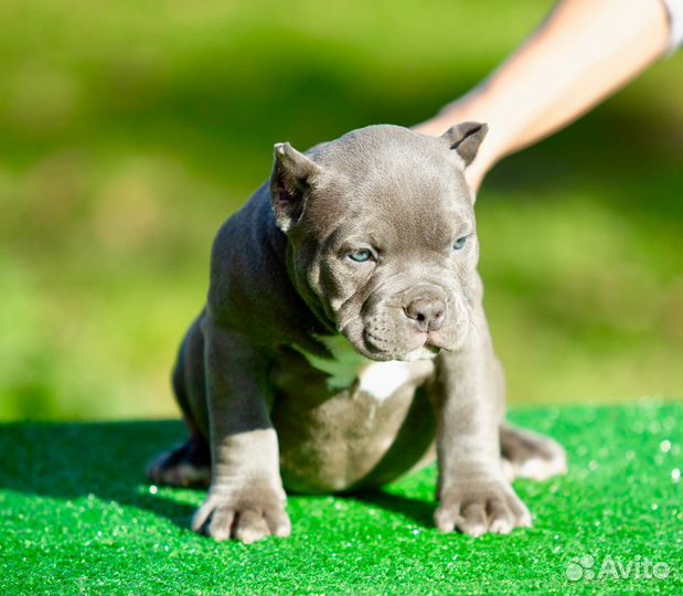 Американский булли покет