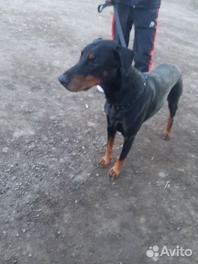 Доберман вязка