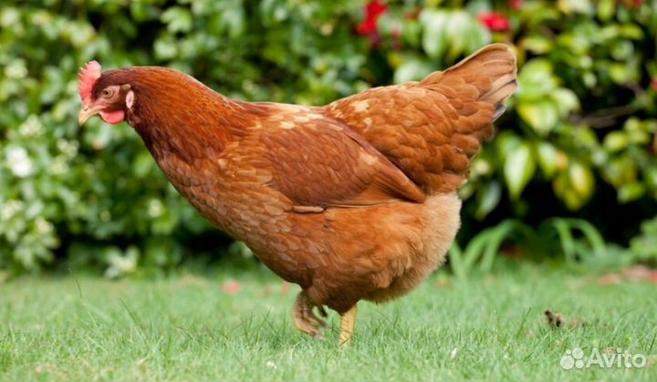 Куры молодки несушки