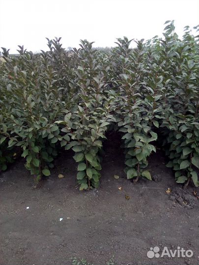 Саженцы Вишни Черешни