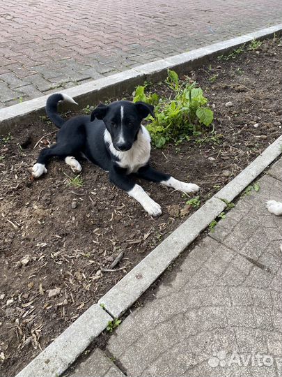 Собака в добрые руки