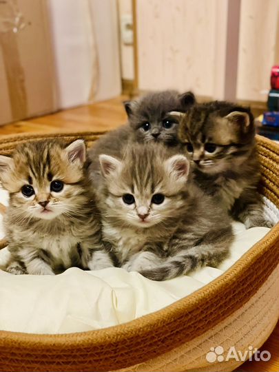 Британские котята