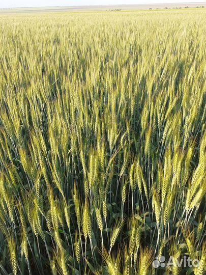Зерно пшеница 3 класс