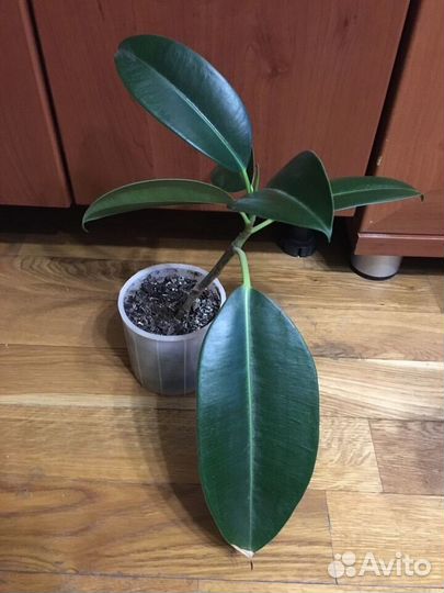 Фикус каучуконосный