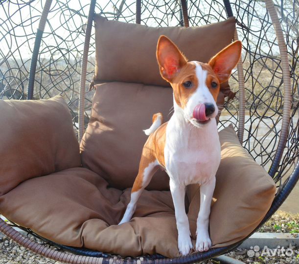 Девочка басенджи Вива