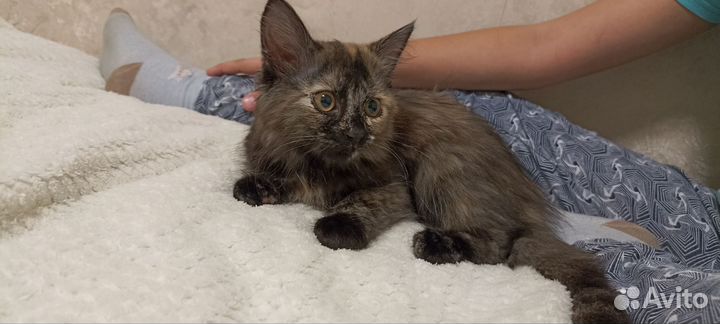 Котенок в добрые руки