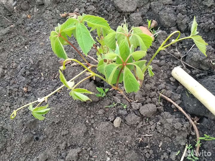 Девичий (дикий) виноград.Центр